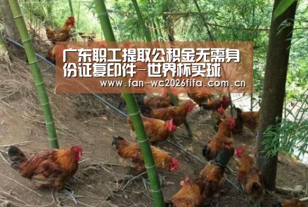 世界杯下注入口
