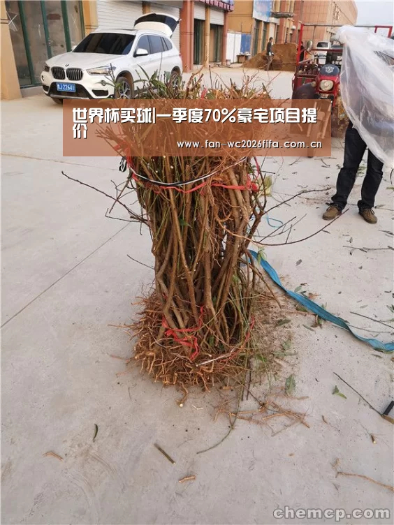 世界杯买球|一季度70%豪宅项目提价(图4) 世界杯下注入口