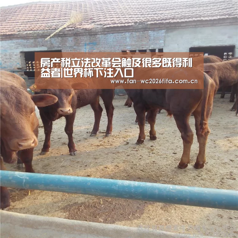 房产税立法改革会触及很多既得利益者|世界杯下注入口(图1) 世界杯买球app